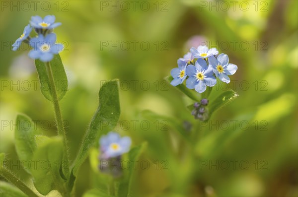Blue flowers of the forget-me-not (Myosotis), Bavaria, Germany, Europe