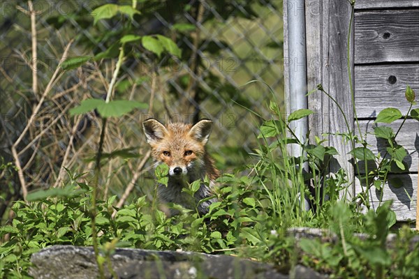 Red fox (Vulpes vulpes), standing in front of a henhouse, captive, Switzerland, Europe