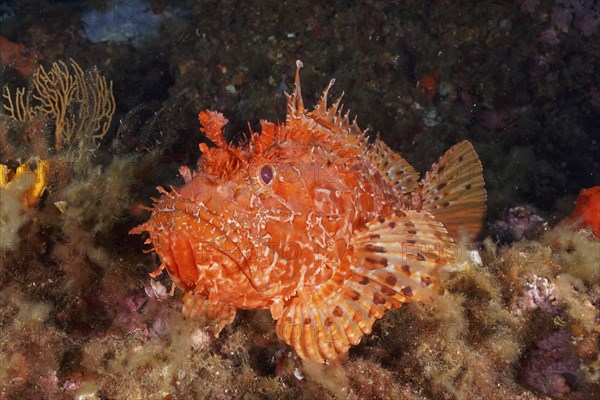 Portrait of red scorpionfish (Scorpaena scrofa), sea sow, in the Mediterranean Sea near Hyères.