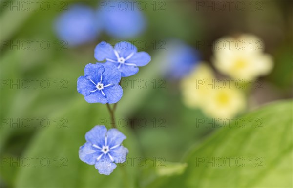 Blue flowers of the forget-me-not (Myosotis), Bavaria, Germany, Europe
