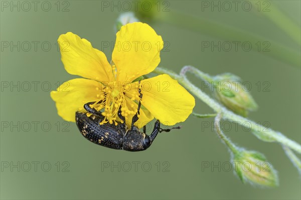 Large pine weevil (Hylobius abietis), Valais, Switzerland, Europe