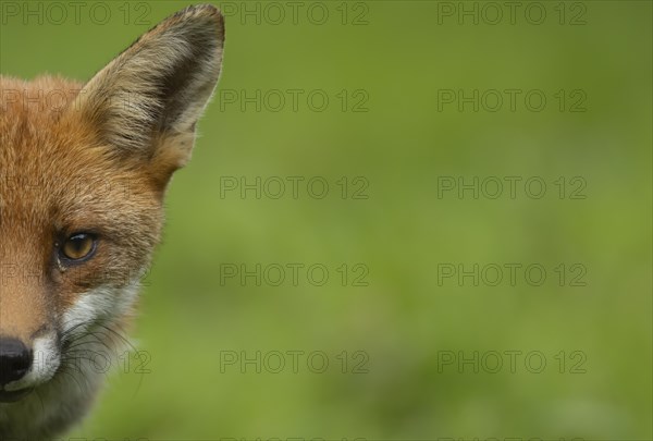 Red fox (Vulpes vulpes) adult animal head portrait, Essex, England, United Kingdom, Europe