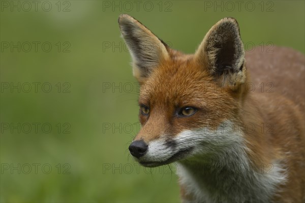Red fox (Vulpes vulpes) adult animal head portrait, Essex, England, United Kingdom, Europe