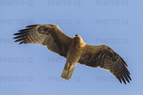 Booted eagle (Hieraaetus pennatus), flight photo, blue sky, Israel, Middle East, Asia