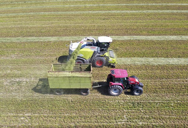 Aerial view of forage harvesting on an organic farm. A forage harvester transports the chopped