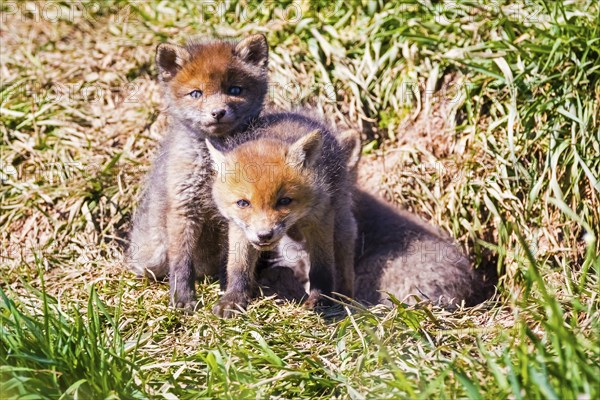 Two young foxes in front of the foxhole, Lower Saxony, Federal Republic of Germany
