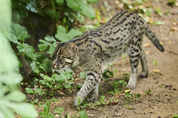 Fishing cat (Prionailurus viverrinus), walking, Bavaria, Germany, Europe