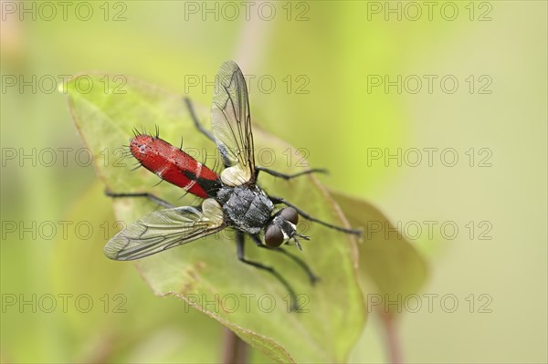 Bicoloured caterpillar fly (Cylindromyia bicolor), Provence, Southern France