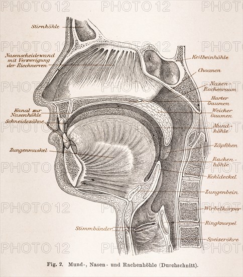Medicine, anatomy, illustration of a section through the human head with mouth, nose and throat in