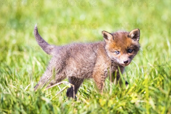 Young fox in front of the foxhole, Lower Saxony, Federal Republic of Germany