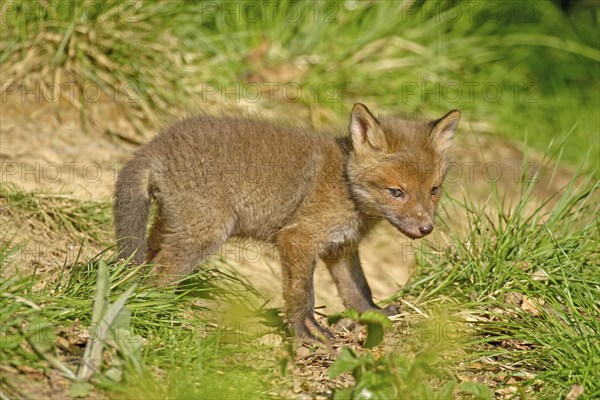 Red fox (Vulpes vulpes), A single, attentive fox cub stands in a meadow in the countryside