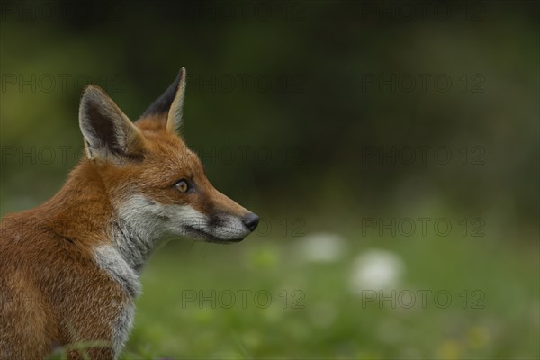 Red fox (Vulpes vulpes) adult animal head portrait, England, United Kingdom, Europe
