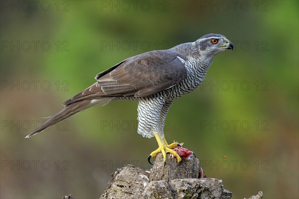 Northern northern goshawk (Accipiter gentilis), Autour des palombes, Hides De Calera / Goshawk