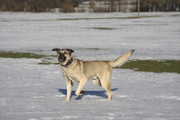 Kangal, Anatolian guard dog in the snow, AllgÃ¤u, Bavaria, Germany, Europe