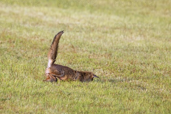 Hunting red fox (Vulpes vulpes) pouncing on mouse, vole prey in freshly mowed meadow, cut grassland