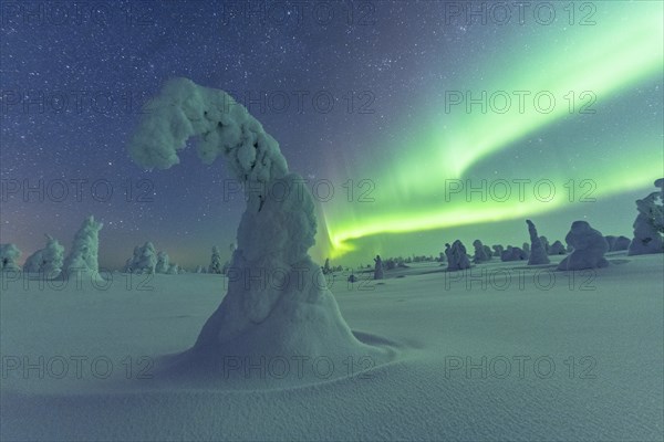 Northern Lights over Snowed-in Trees, Winter Landscape, Riisitunturi National Park, Posio, Lapland,