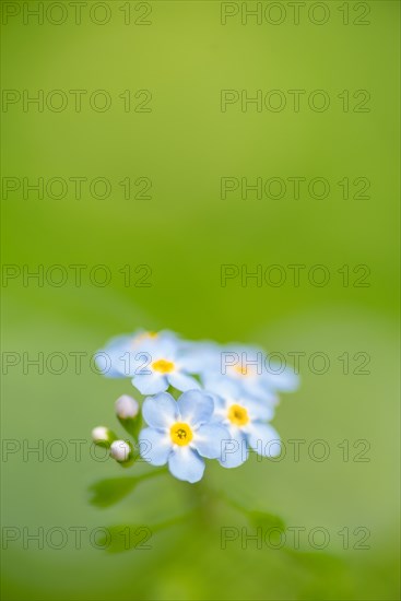 Close-up, Forget-me-not (Myosotis scorpioides), Deister, Calenberger Bergland, Schaumburg,