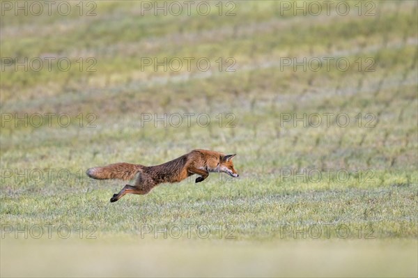 Red fox (Vulpes vulpes) hunting mice, voles by leaping through the air and pouncing upon the rodent