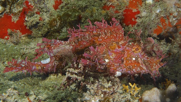 Red popeyed scorpionfish (Rhinopias frondosa), Sodwana Bay National Park dive site, Maputaland
