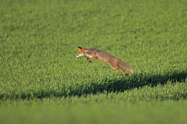 Red fox (Vulpes vulpes) hunting mice, voles by leaping through the air and pouncing upon the rodent