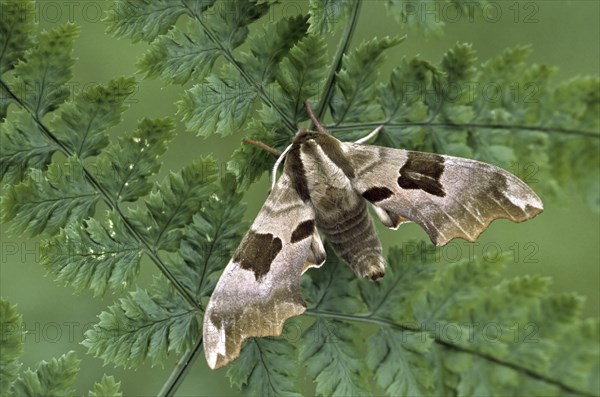 Lime Hawk-moth (Mimas tiliae) on vegetation