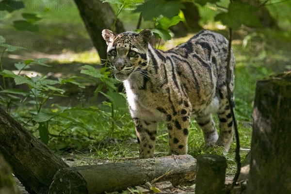 Mainland clouded leopard (Neofelis nebulosa) native from the Himalayas to Southeast Asia into South