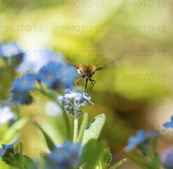 Bee fly (Bombyliidae) sitting on blue flowers of the forget-me-not (Myosotis), Bavaria, Germany,