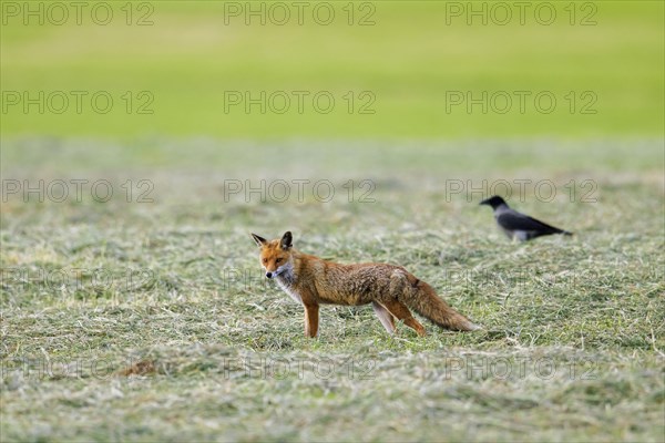 Solitary red fox (Vulpes vulpes) hunting in freshly mowed meadow, cut grassland, followed by hooded