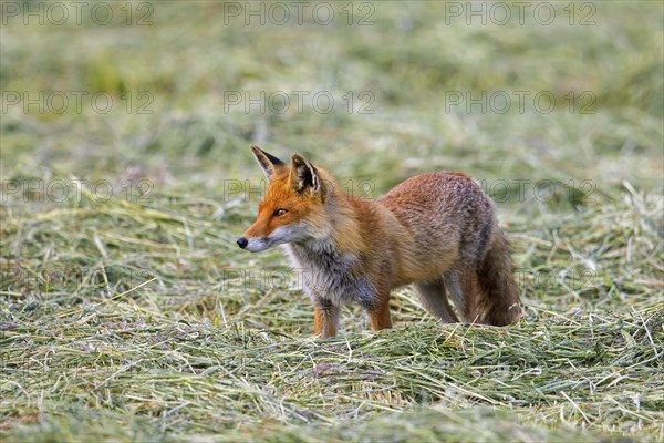 Solitary red fox (Vulpes vulpes) hunting mice in freshly mowed meadow, cut grassland in summer
