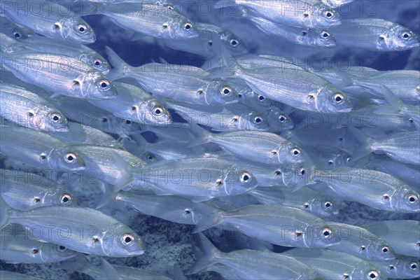 Shoal of fish, shoal, group of arctic seabream (Pagellus acarne), dive site El Cabron Marine
