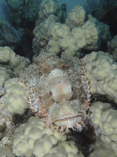 Portrait of fringed scorpionfish (Scorpaenopsis oxycephala) on stony coral, dive site House Reef,