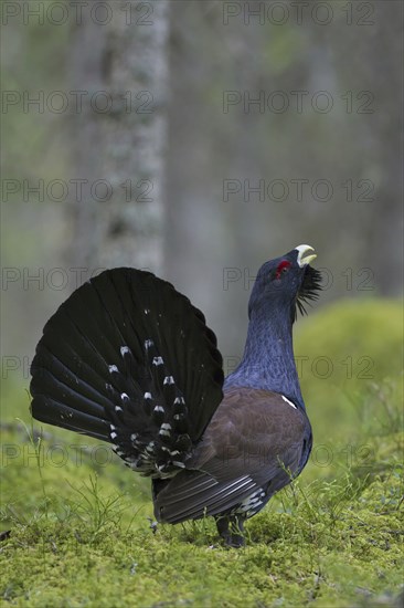 Western Capercaillie (Tetrao urogallus), Wood Grouse, Heather Cock calling during courtship display