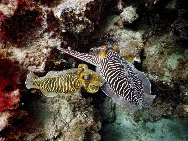 Pair of common cuttlefish (Sepia officinalis), common cuttlefish mating, dive site El Cabron Marine