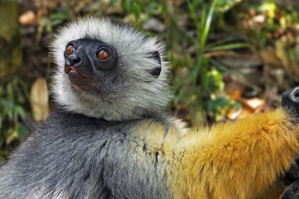 Diademed sifaka, diademed simpona (Propithecus diadema) juvenile in tree, Andasibe-Mantadia