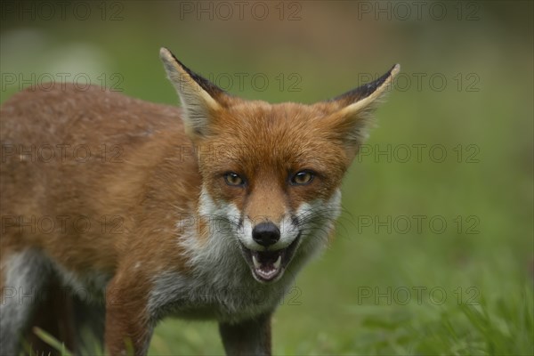 Red fox (Vulpes vulpes) adult animal head portrait, Essex, England, United Kingdom, Europe
