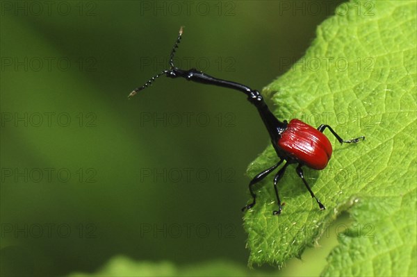 Africa, Madagascar, island, Indian Ocean, animal, animals, insect, insects, beetle, giraffe weevil