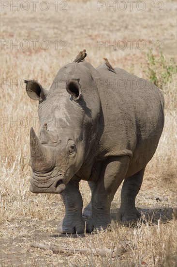 Southern white rhinoceros (Ceratotherium simum simum), adult male walking while looking at camera,