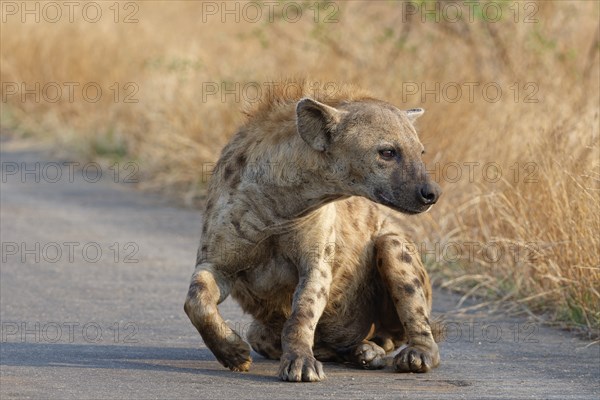 Spotted hyena (Crocuta crocuta), adult lying on the asphalt road, getting up, Kruger National Park,