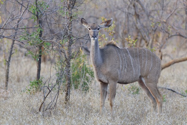 Greater kudu (Tragelaphus strepsiceros), adult female standing in dry grass, animal portrait,