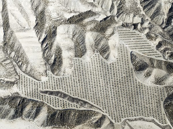 Badlands and cultivated olive trees (Olea europaea) . Aerial view. Drone shot. Granada province,
