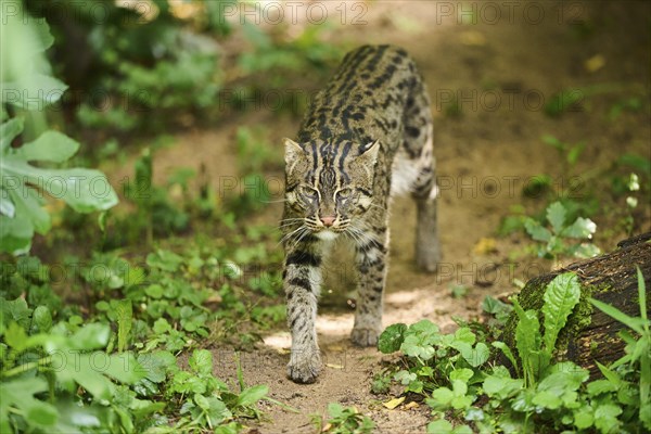 Fishing cat (Prionailurus viverrinus), walking, Bavaria, Germany, Europe