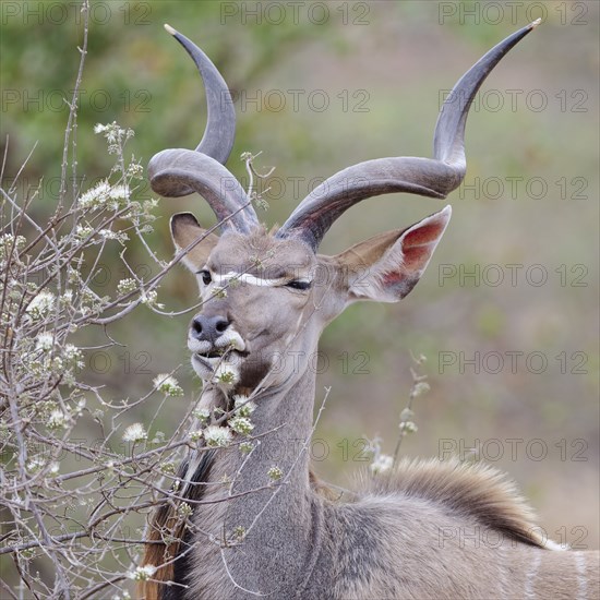 Greater kudu (Tragelaphus strepsiceros), adult male feeding on flowering buds, animal portrait,