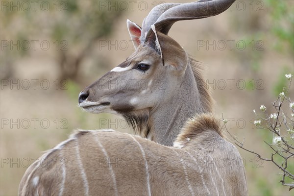 Greater kudu (Tragelaphus strepsiceros), adult male, alert, head close-up, profile view, Kruger
