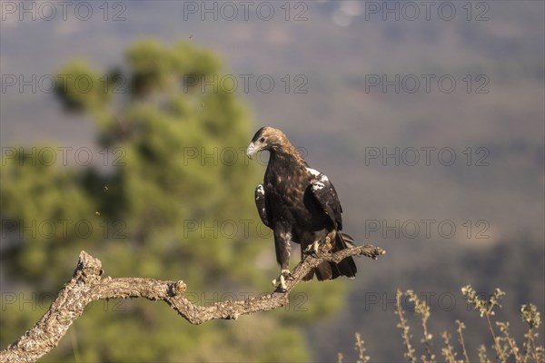 Iberian Eagle (Aquila adalberti), Spanish imperial eagle, Extremadura, Castilla La Mancha, Spain,