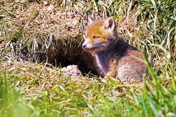 Young fox in front of the foxhole, Lower Saxony, Federal Republic of Germany