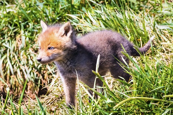 Young fox in front of the foxhole, Lower Saxony, Federal Republic of Germany