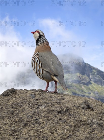 Red grouse (rock partridge) on the PR1 hiking trail from Pico Arieiro to Pico Ruvio, Madeira,