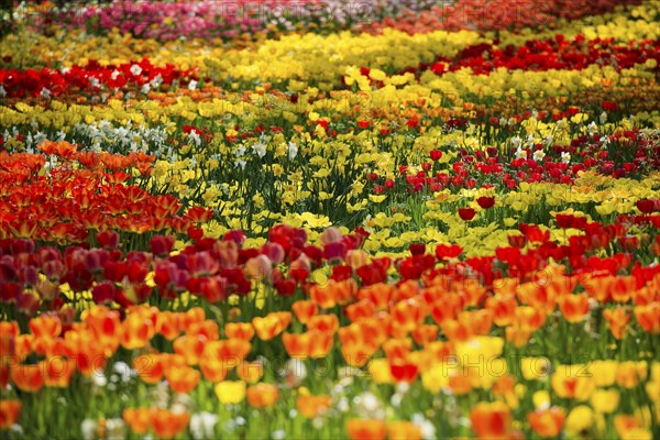 Flower meadow with colourful tulips, Mainau Island, Lake Constance, Baden-Württemberg, Germany,