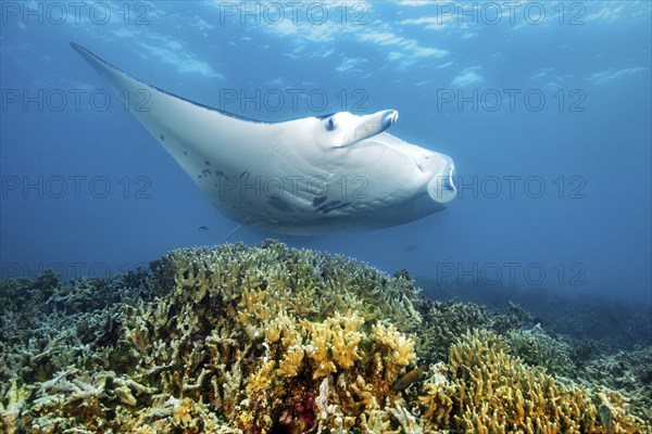 Giant ray (Manta) Plankton eater swims in coastal waters near the coast over coral reef of stony