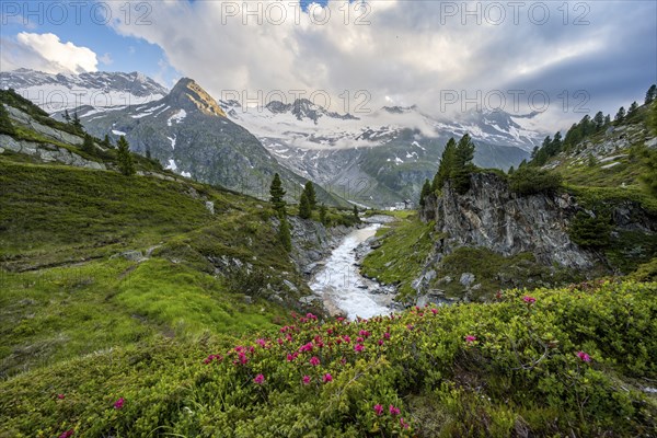 Mountain landscape with blooming alpine roses, mountain stream Zemmbach and mountain hut Berliner